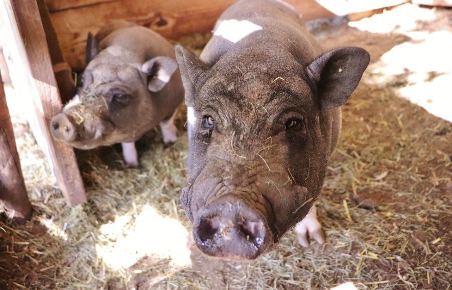 Tiere Hängebauchschweine